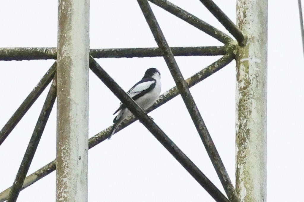 Échenilleur de Walden - ML637915150