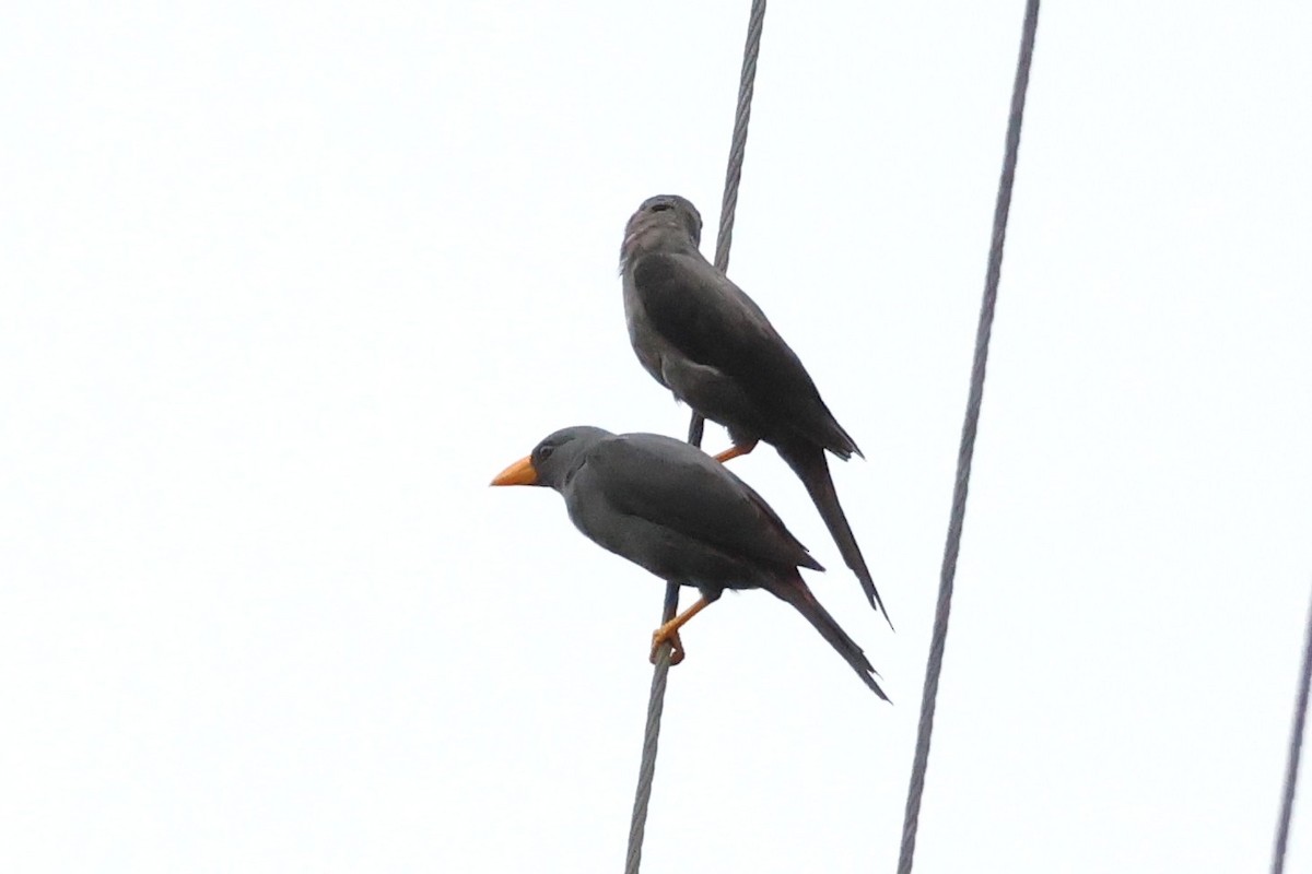 Finch-billed Myna - ML637915160