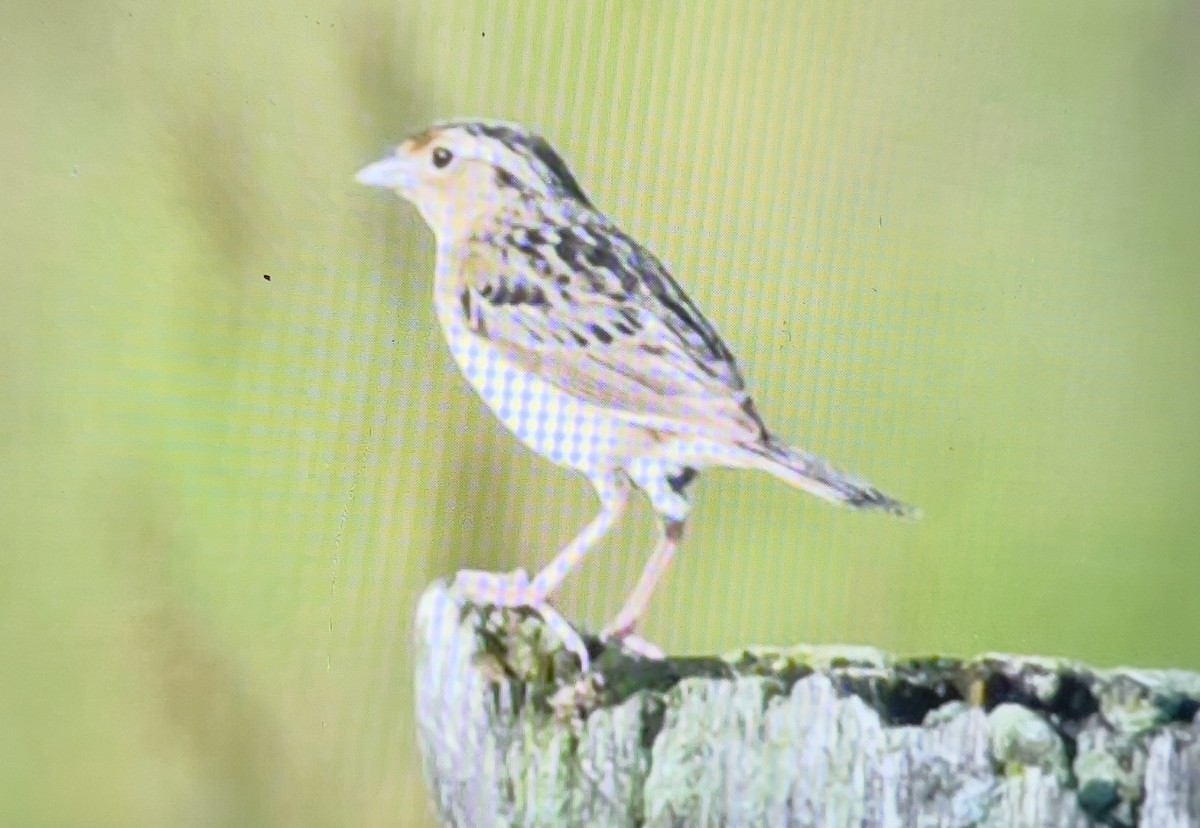 Grasshopper Sparrow - ML637915161