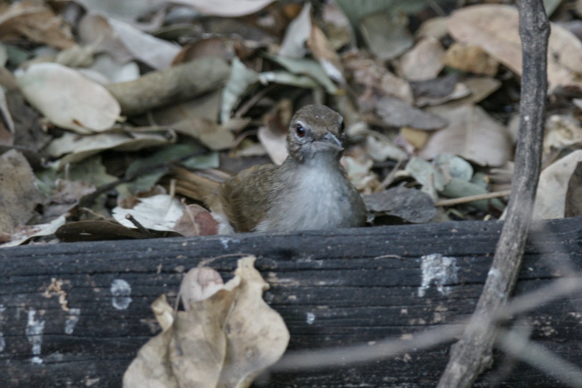 Terrestrial Brownbul - ML637915167
