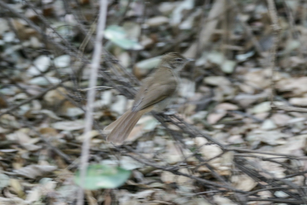Terrestrial Brownbul - ML637915168