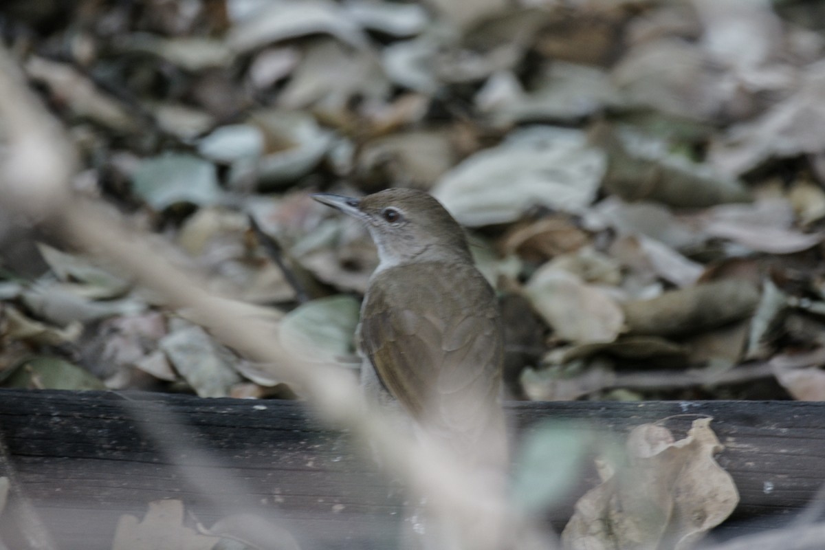 Terrestrial Brownbul - ML637915169