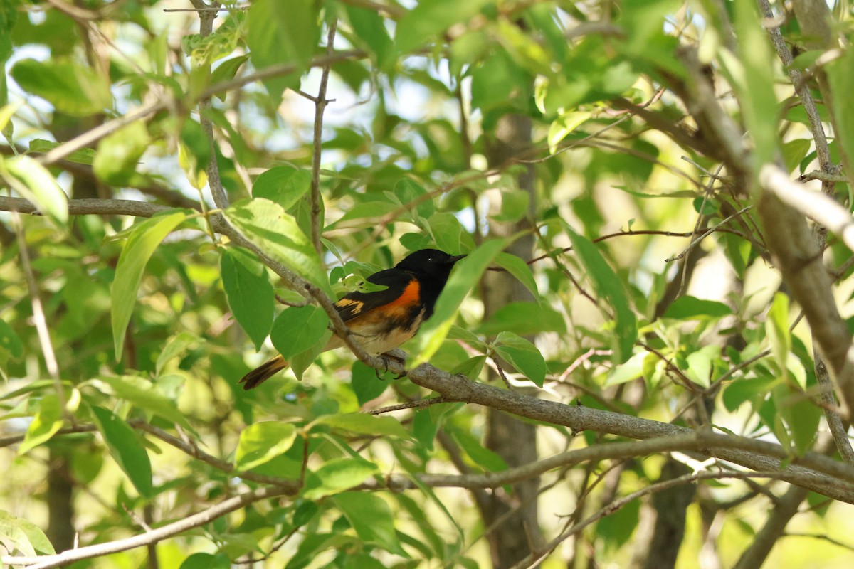 Горихвостковая древесница - ML637915175