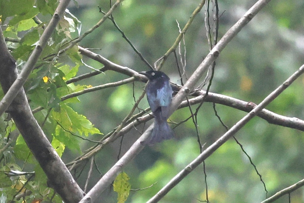 Hair-crested Drongo (White-eyed) - ML637915176