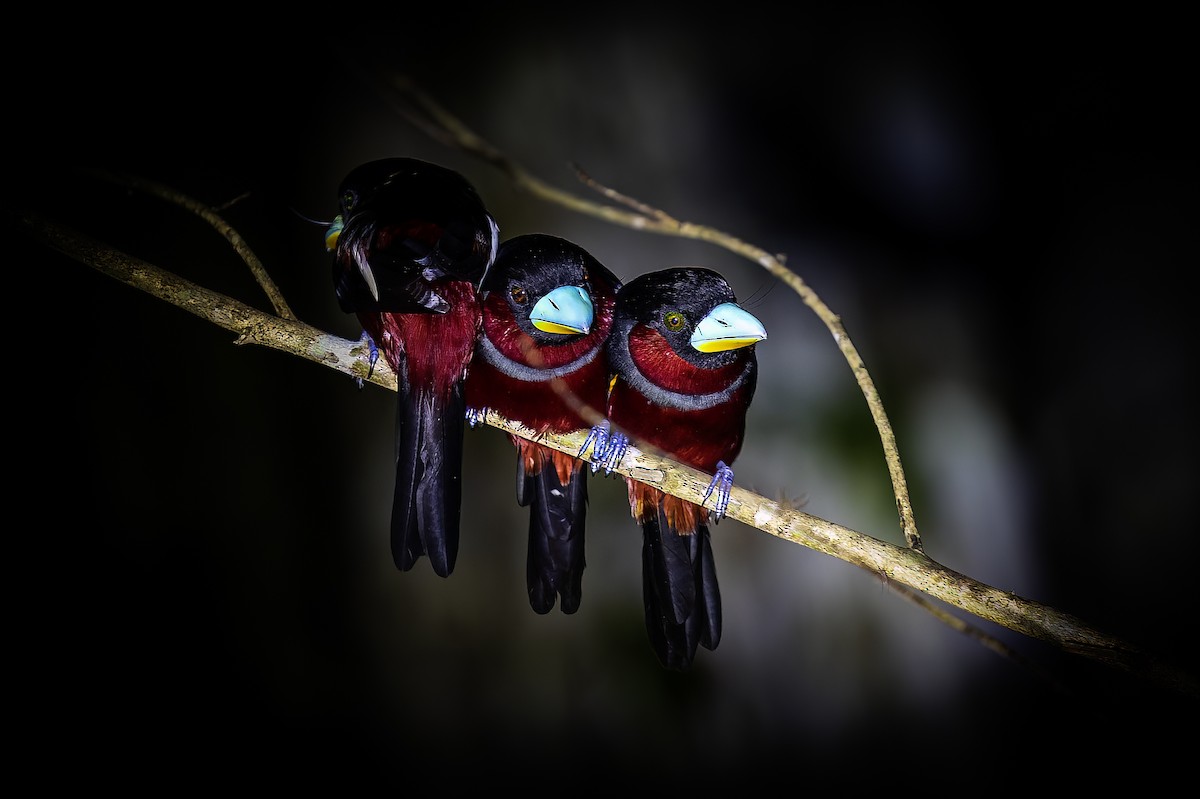 Black-and-red Broadbill - ML637915178