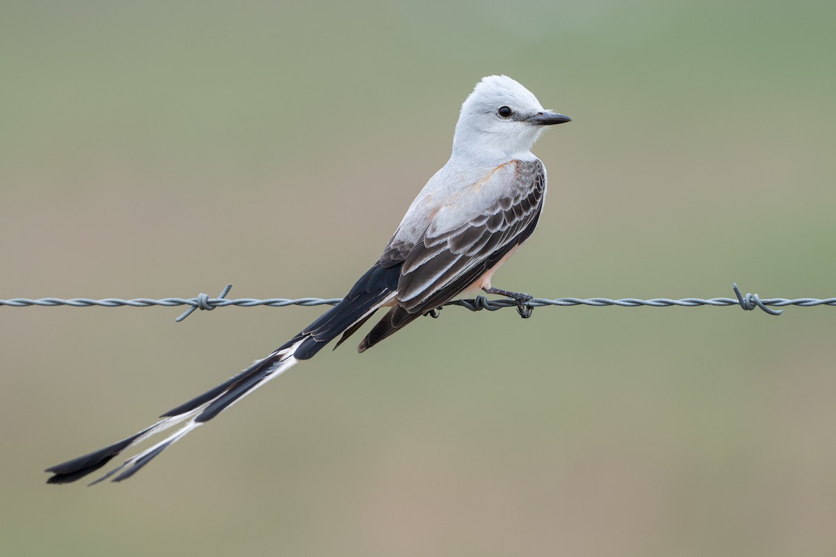 Scissor-tailed Flycatcher - ML637915231
