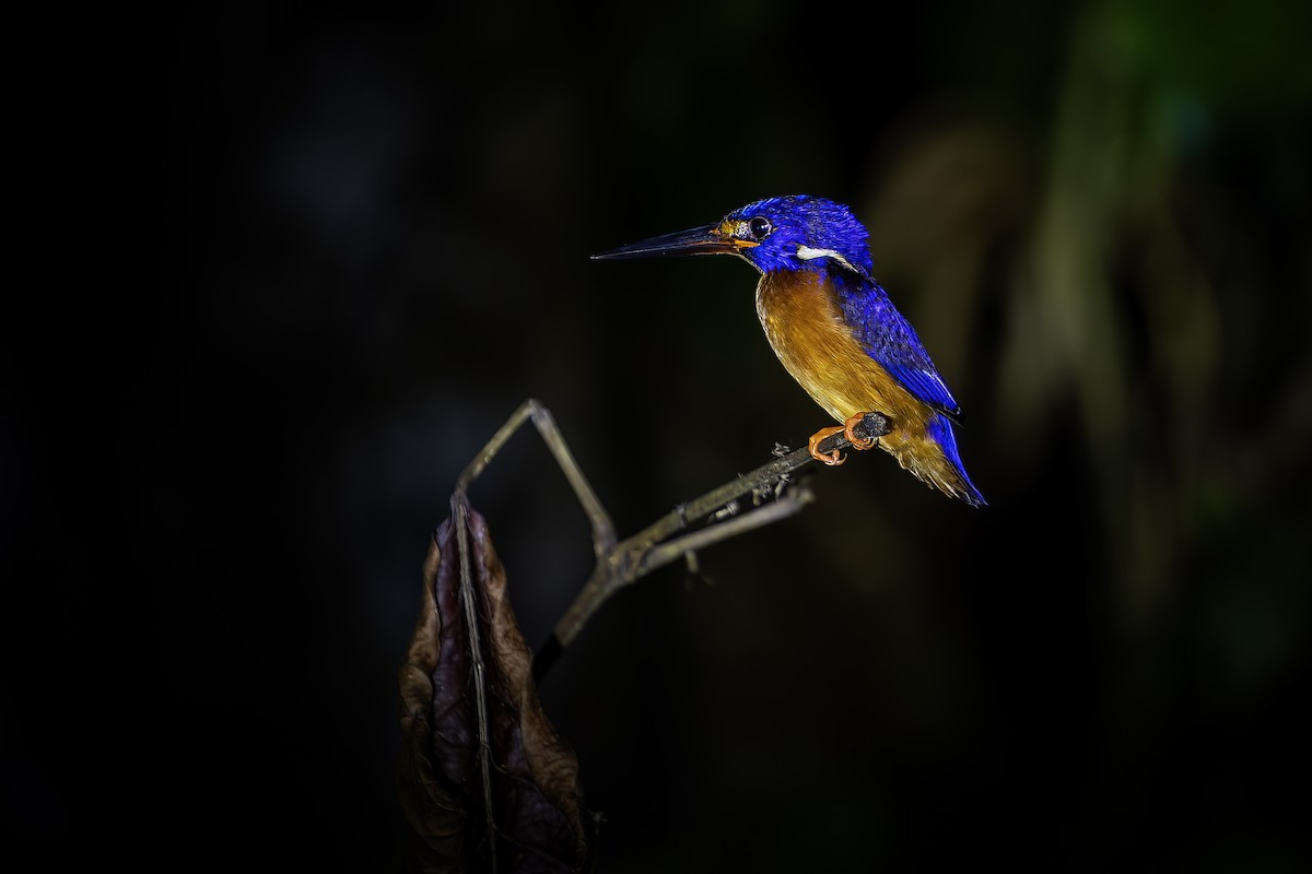 Blue-eared Kingfisher - ML637915238