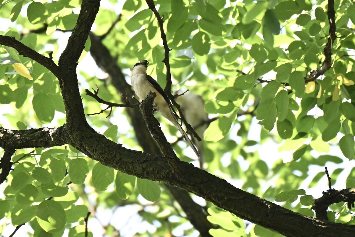 Brown-rumped Minivet - ML637915309