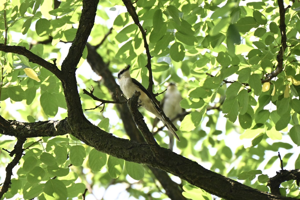 Brown-rumped Minivet - ML637915310