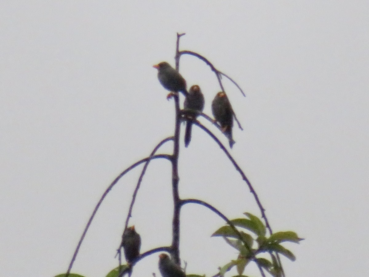 Finch-billed Myna - ML637915328