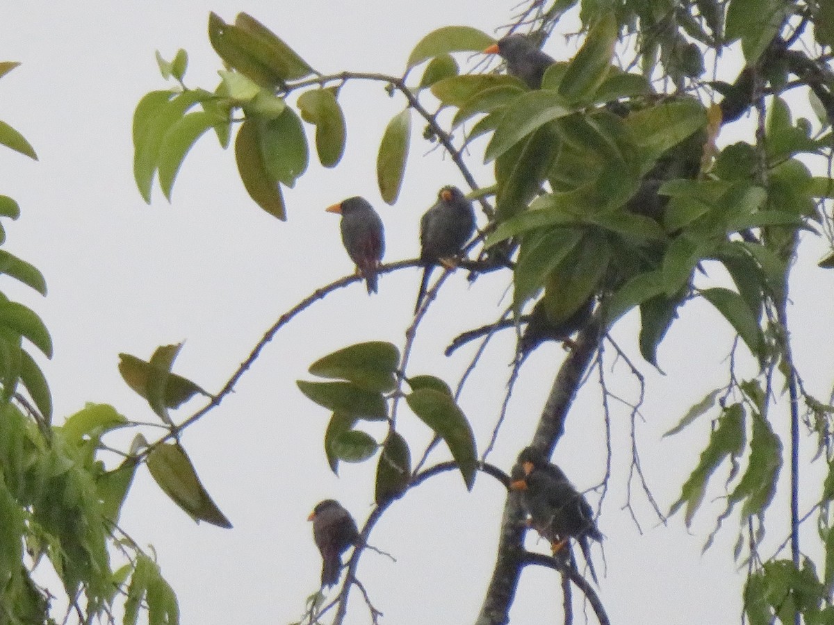 Finch-billed Myna - ML637915329