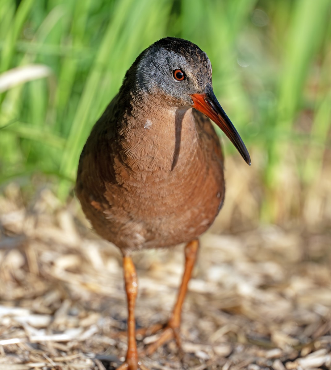Virginia Rail - ML637915331