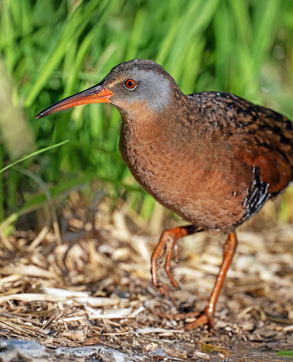 Virginia Rail - ML637915332