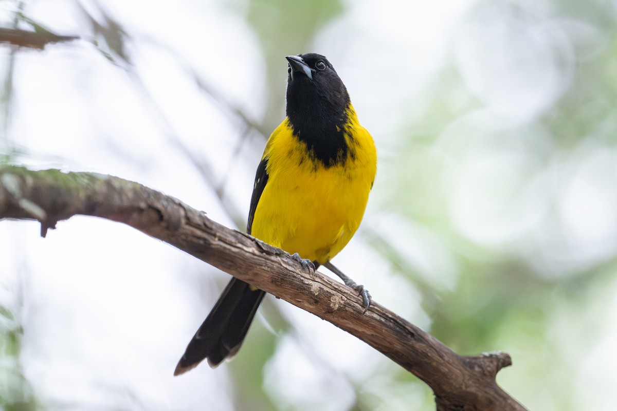 Audubon's Oriole - ML637915333