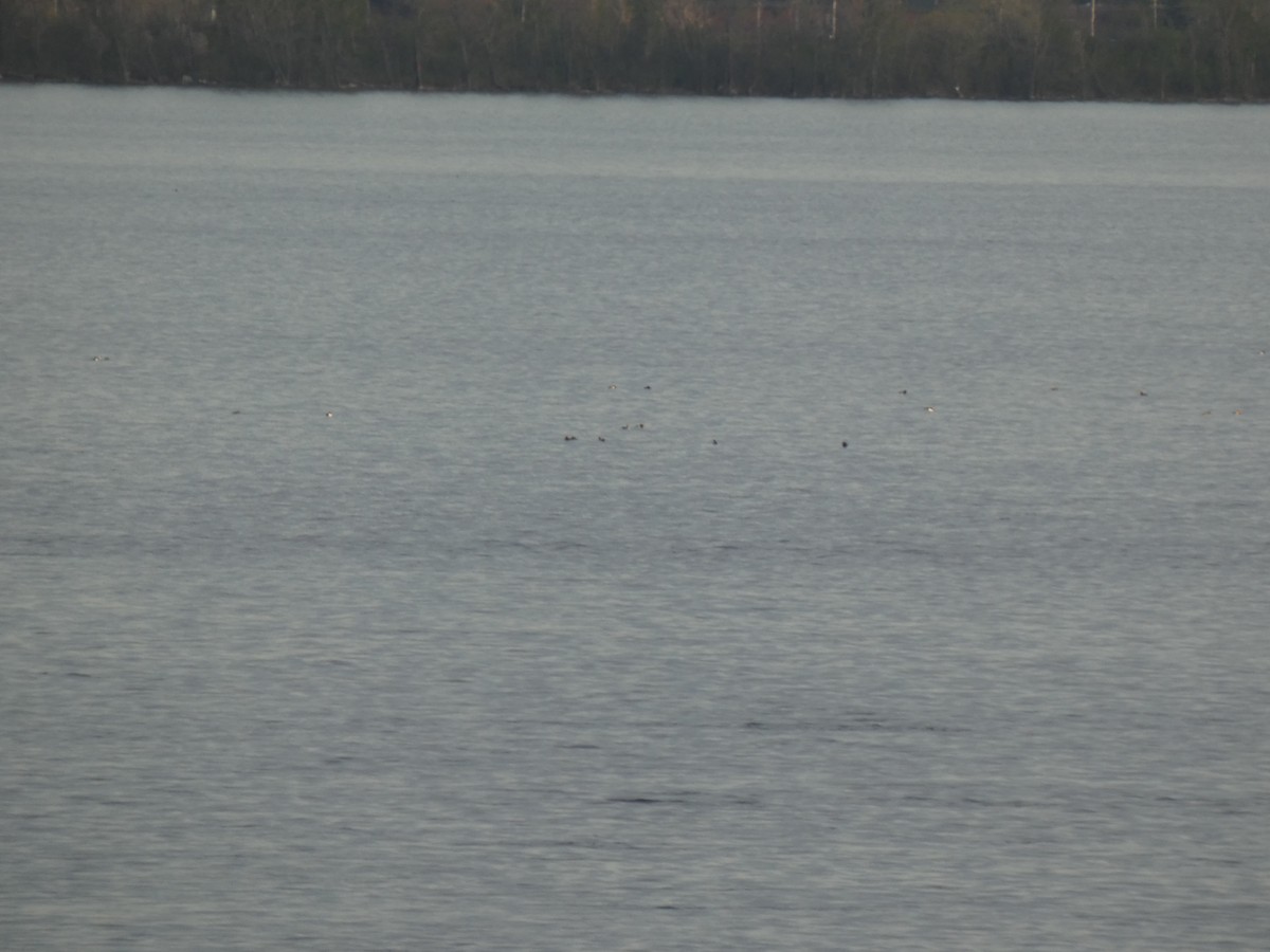 Greater/Lesser Scaup - ML637915337