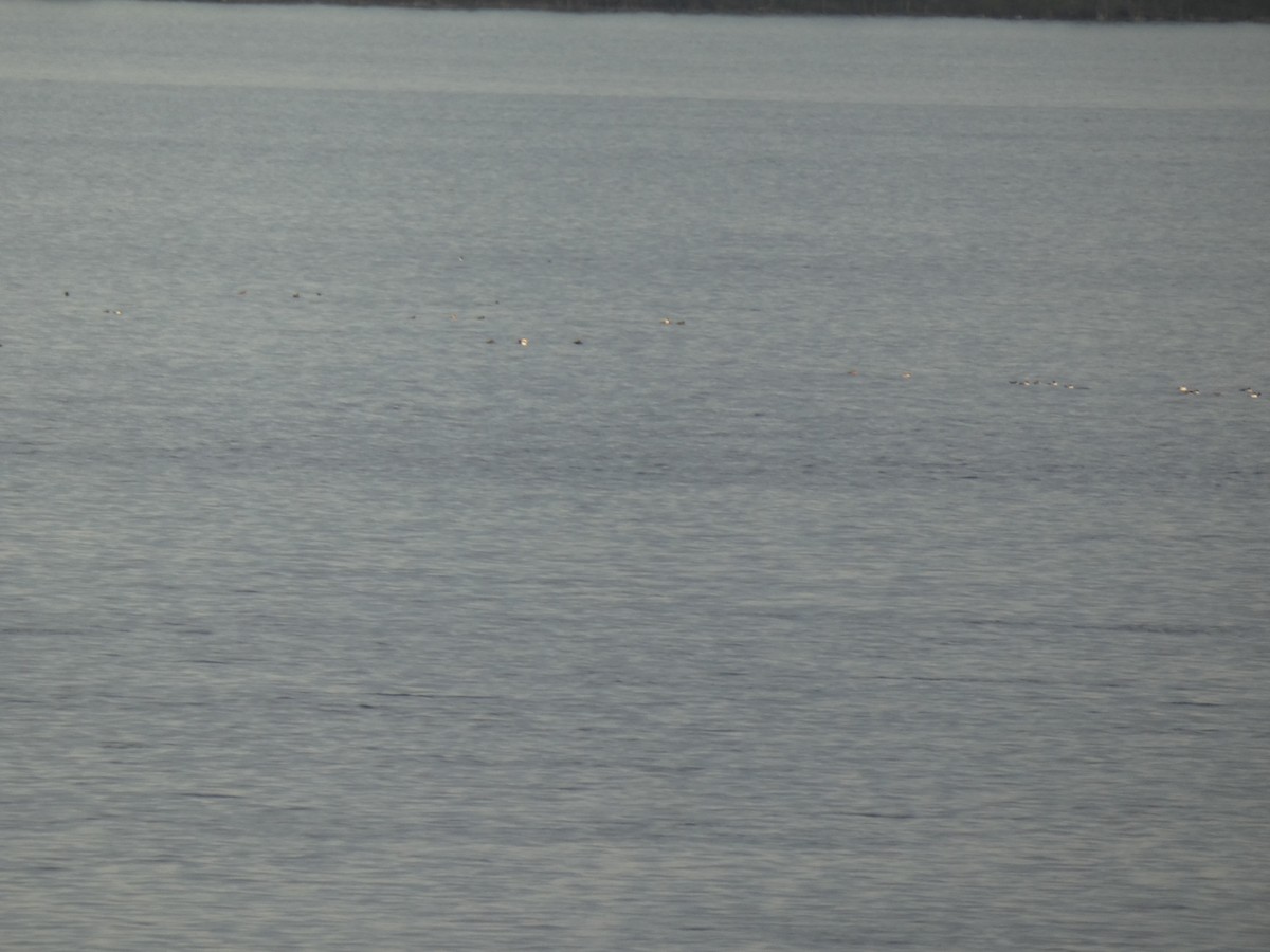 Greater/Lesser Scaup - ML637915339