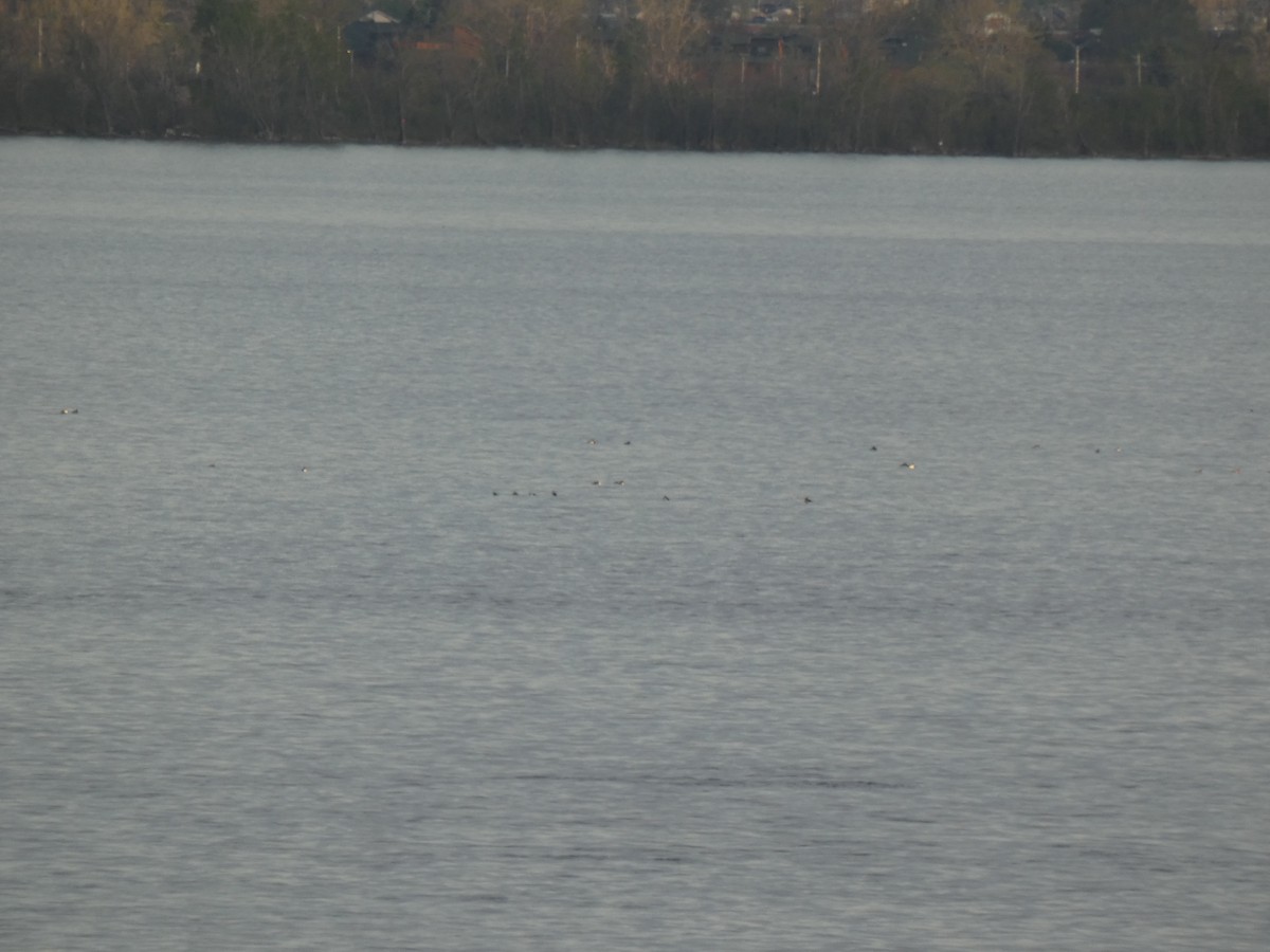 Greater/Lesser Scaup - ML637915341