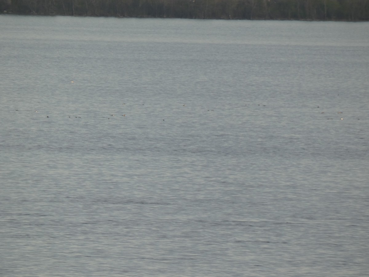 Greater/Lesser Scaup - ML637915342