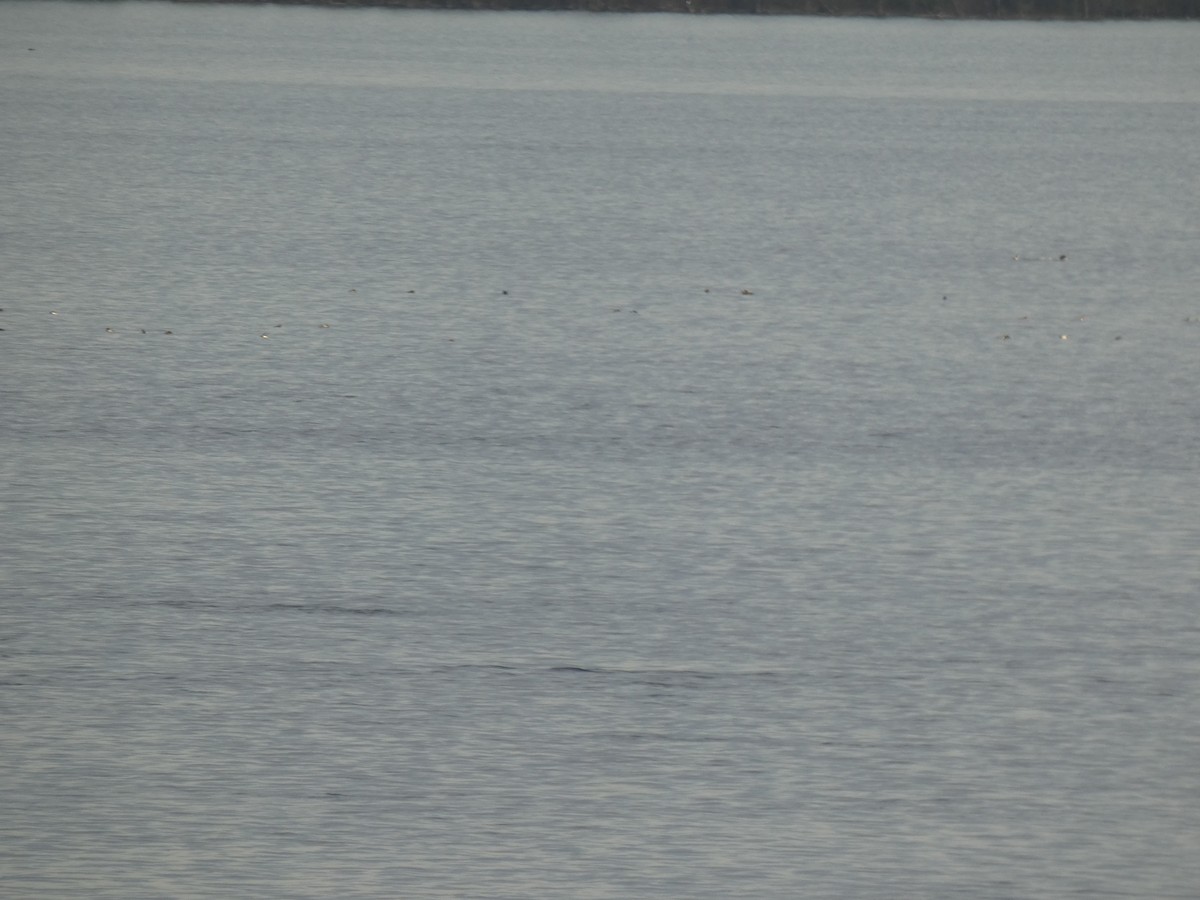 Greater/Lesser Scaup - ML637915344
