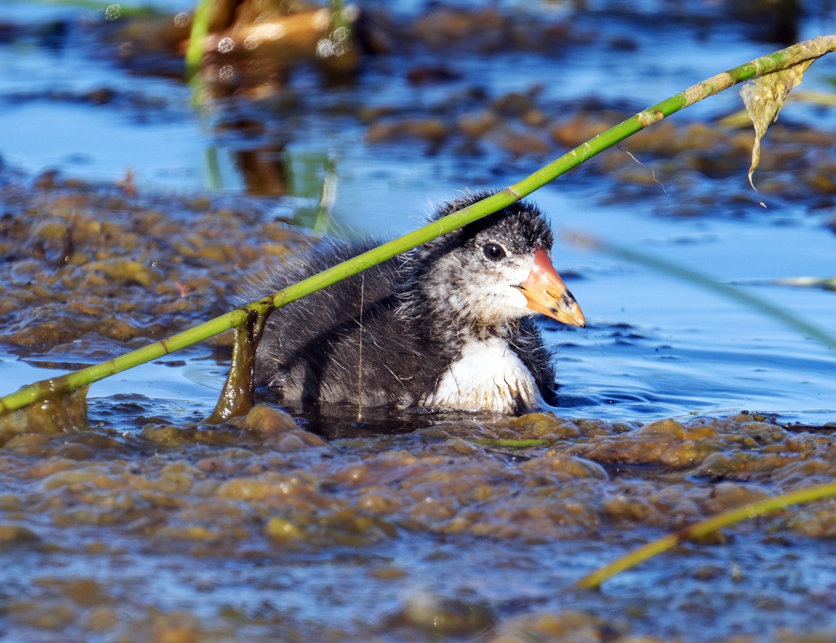 American Coot - ML637915346