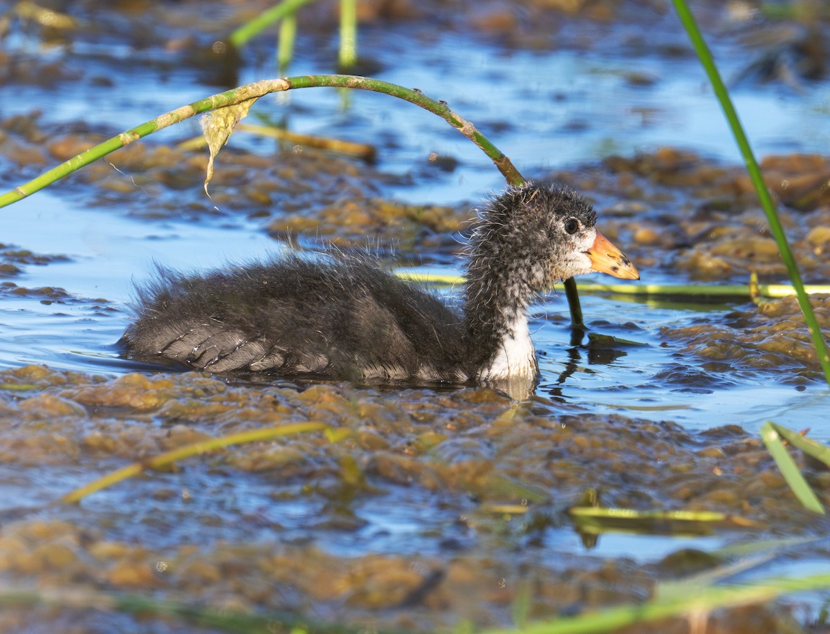 American Coot - ML637915347
