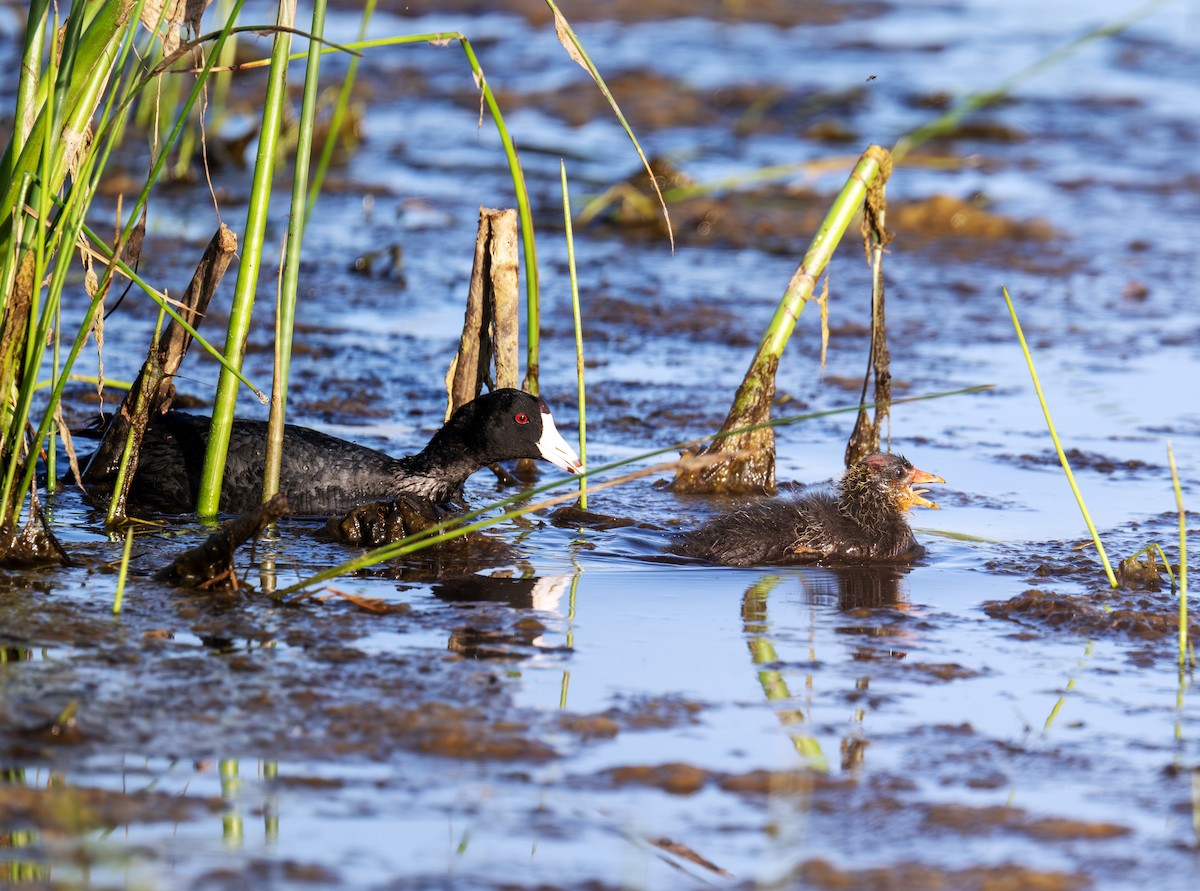 American Coot - ML637915348