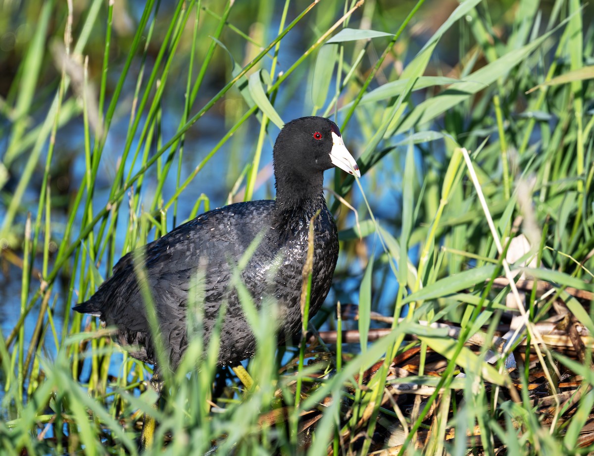American Coot - ML637915349