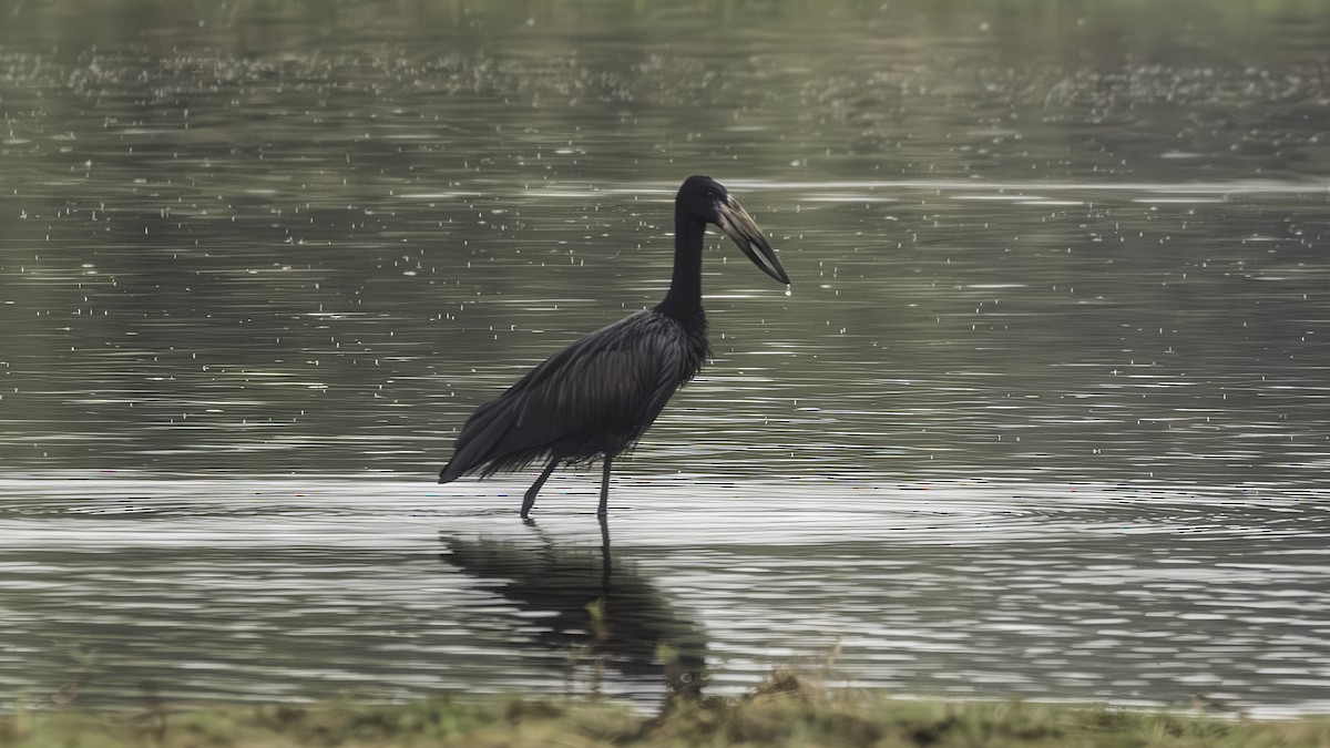 African Openbill - ML637915353