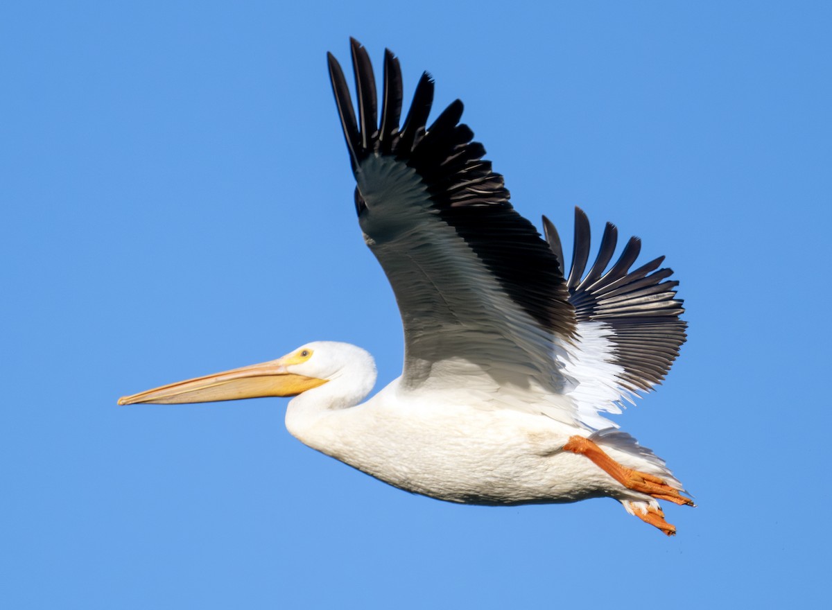 American White Pelican - ML637915354
