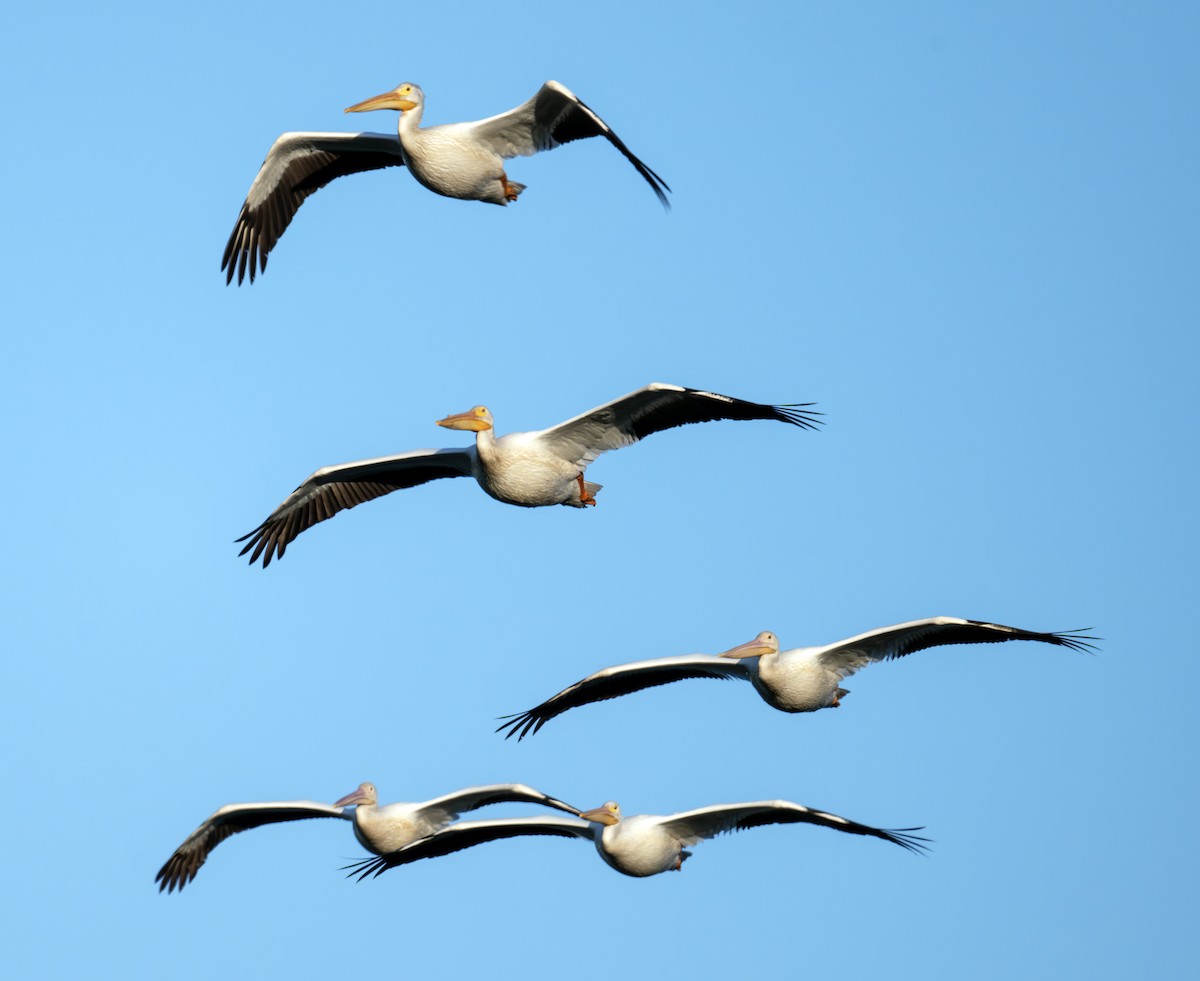 American White Pelican - ML637915355