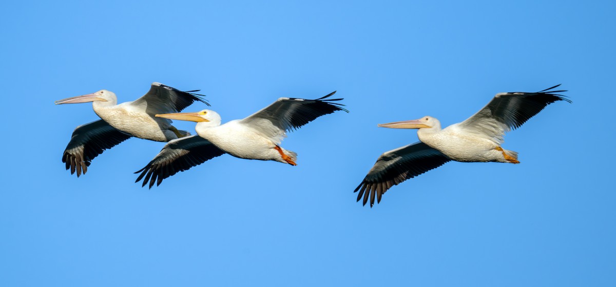 American White Pelican - ML637915356