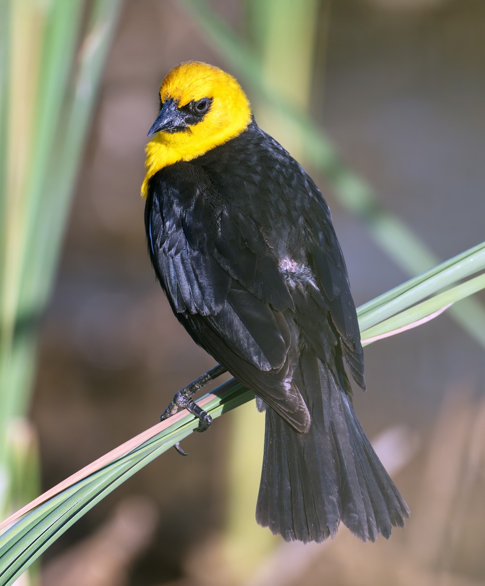 Yellow-headed Blackbird - ML637915359