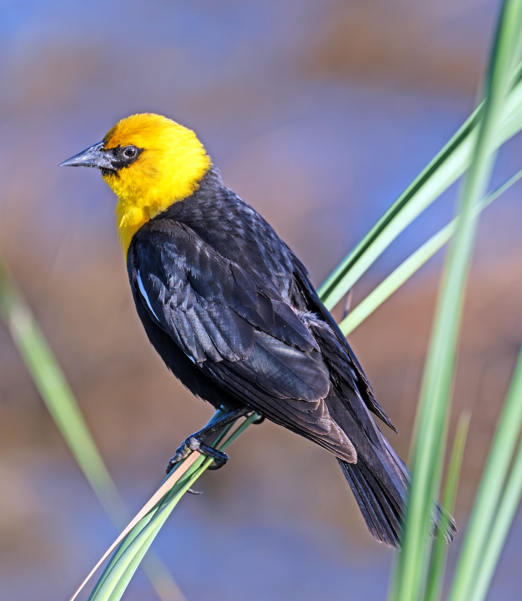 Yellow-headed Blackbird - ML637915360