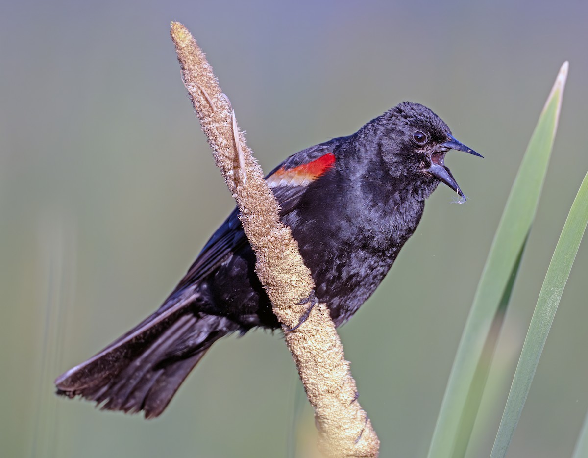 Red-winged Blackbird - ML637915368
