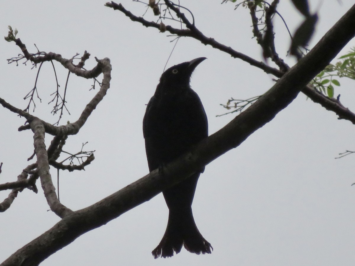 Hair-crested Drongo (White-eyed) - ML637915371