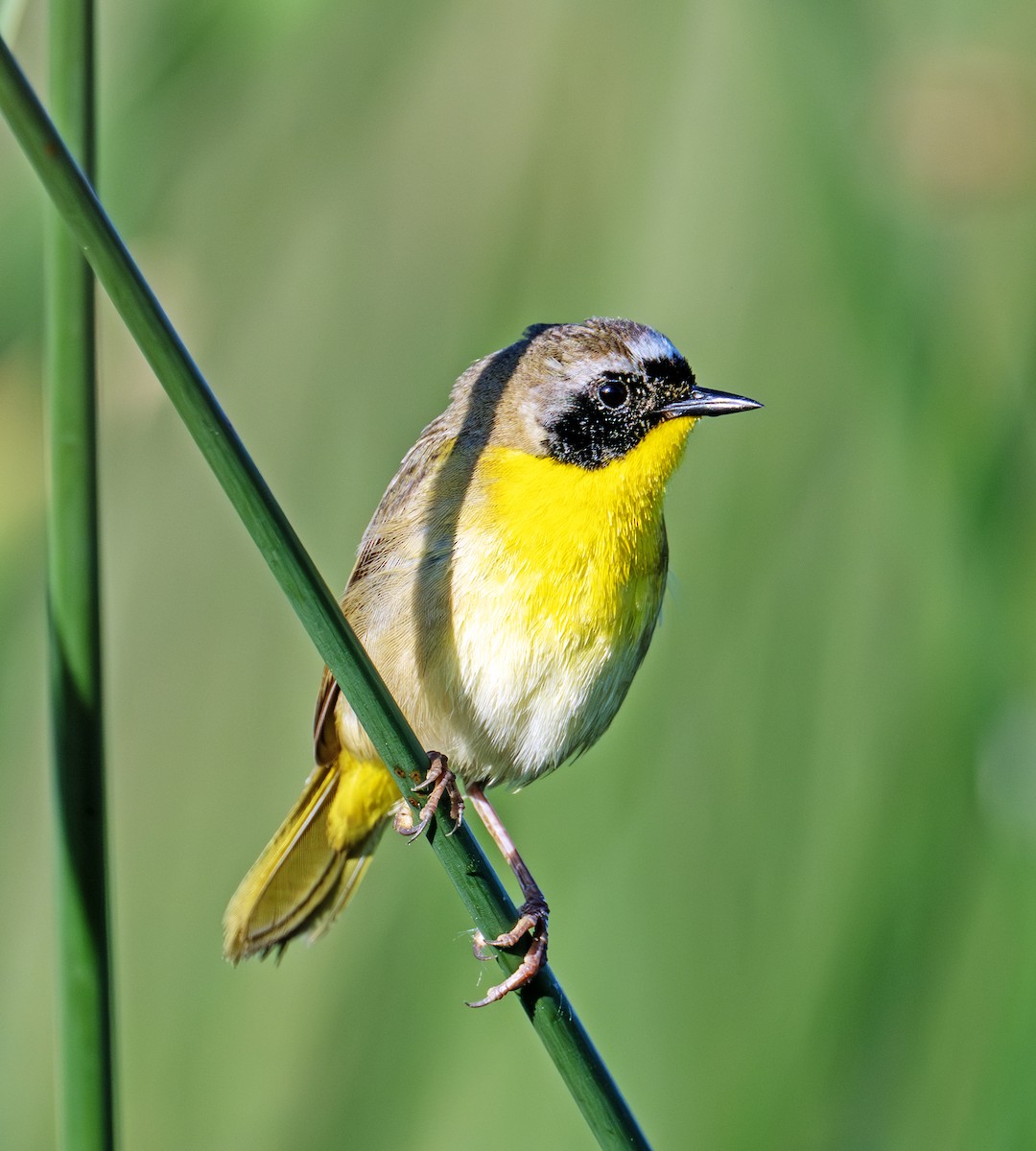 Common Yellowthroat - ML637915372