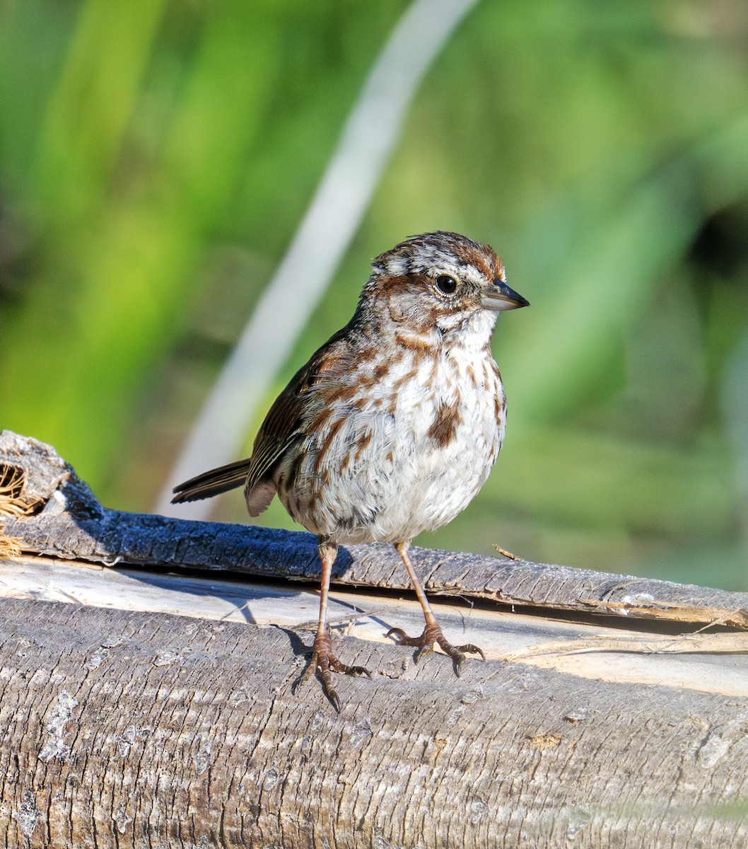 Song Sparrow - ML637915377