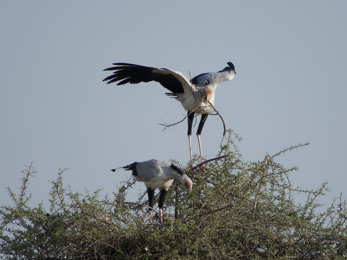 Secretarybird - ML637915393