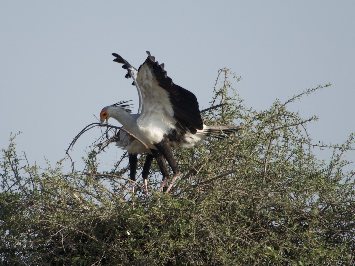 Secretarybird - ML637915394