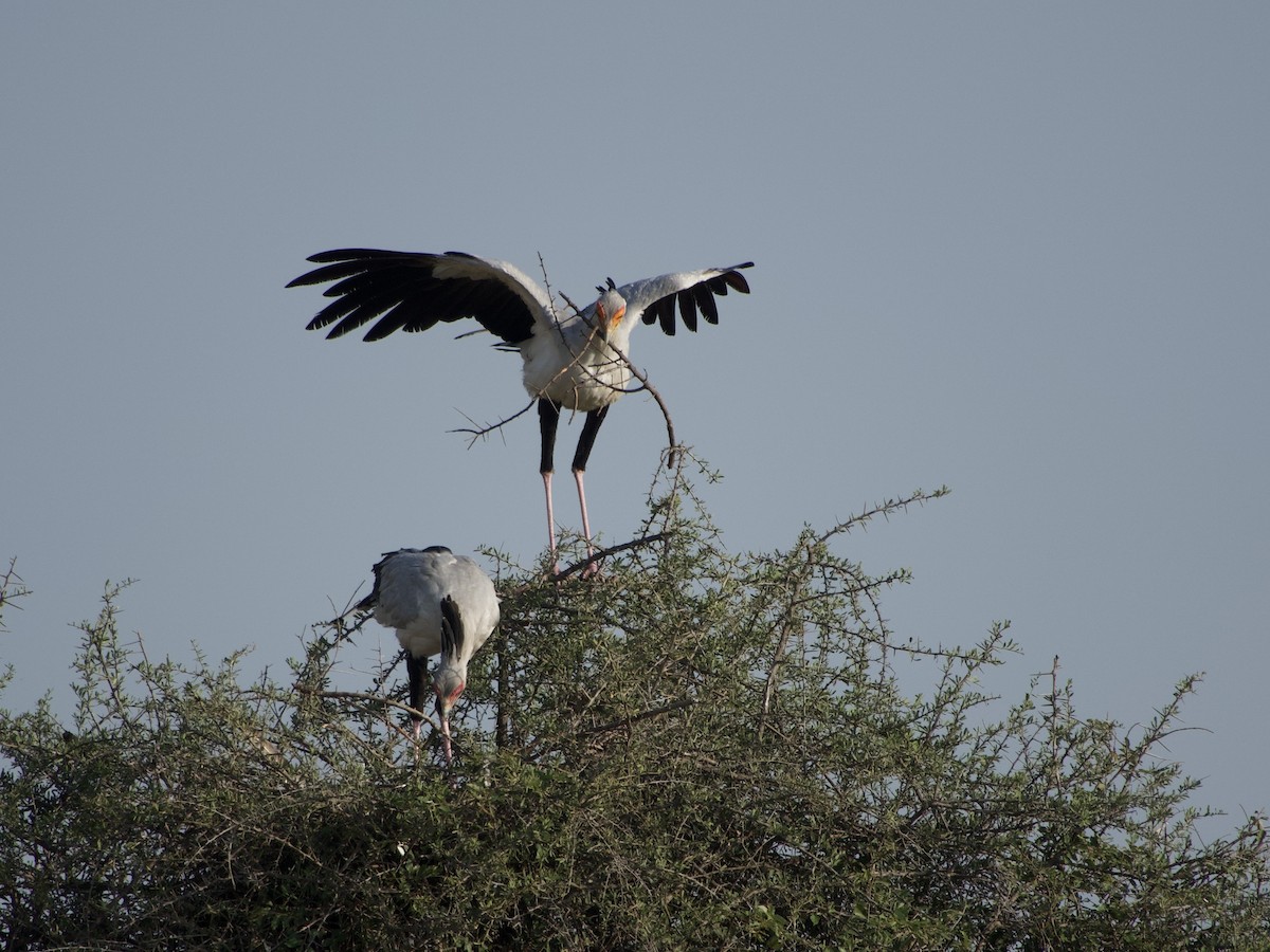 Secretarybird - ML637915395