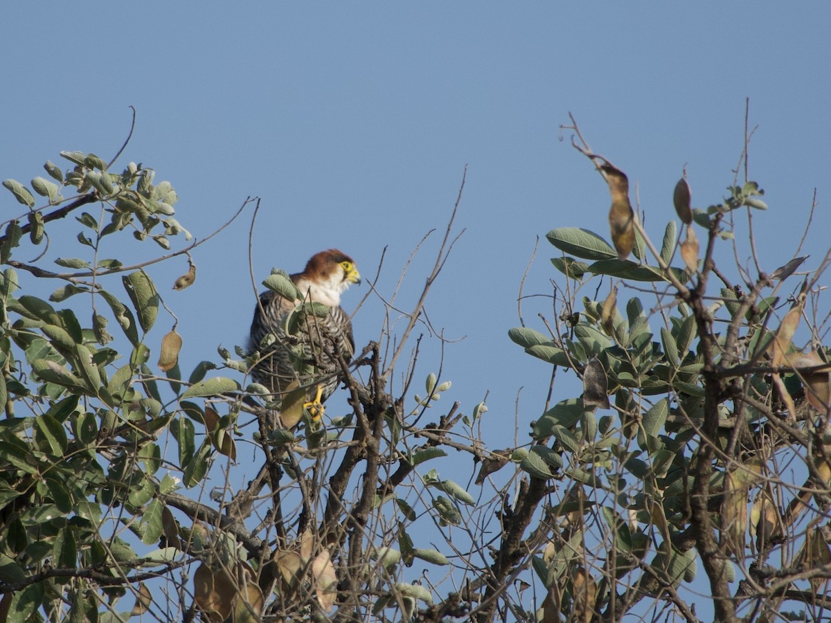 Red-necked Falcon - ML637915403