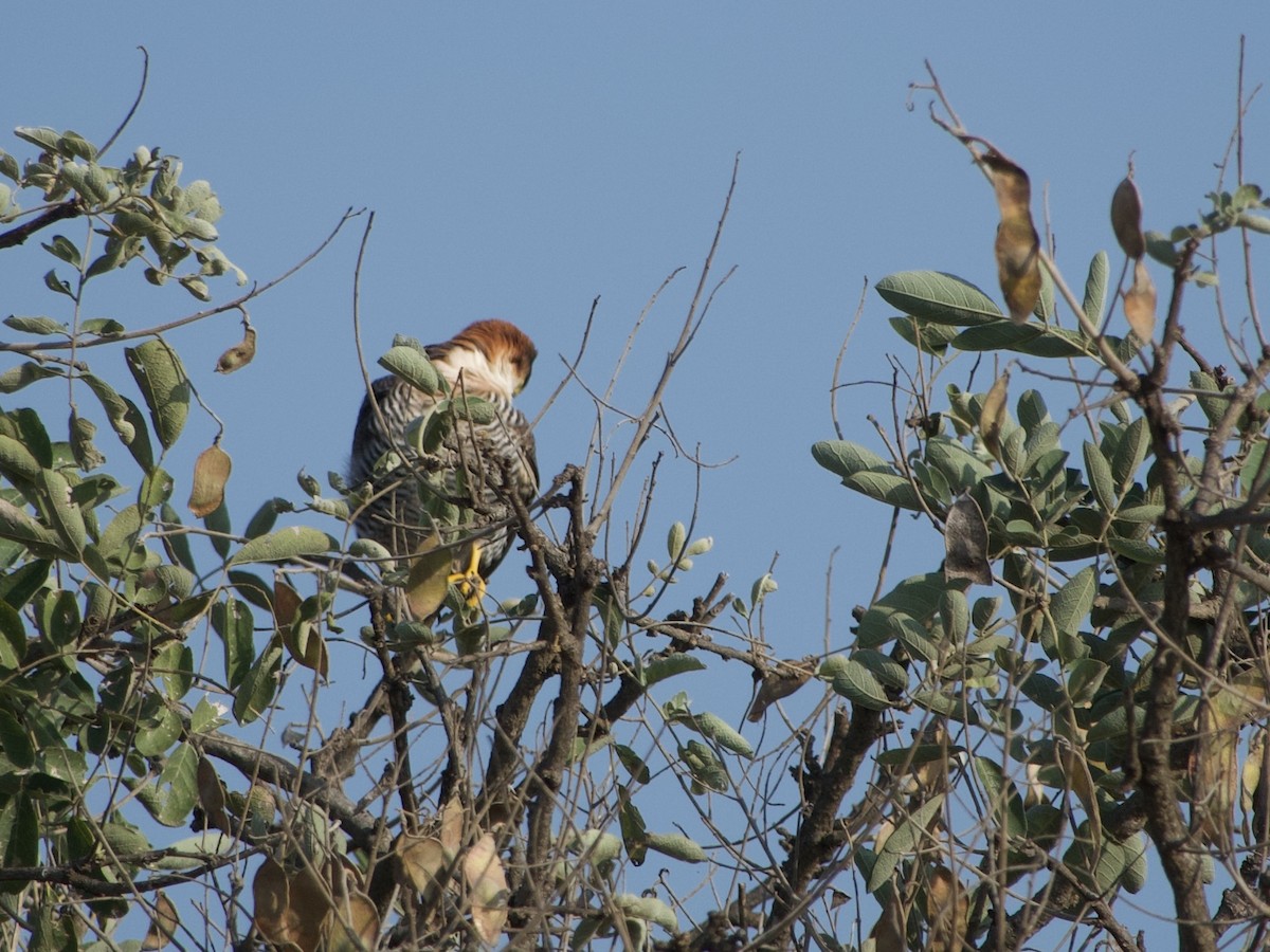 Red-necked Falcon - ML637915404