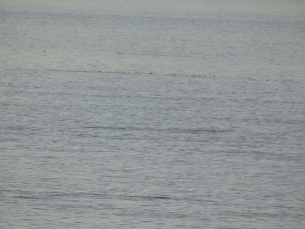 Greater/Lesser Scaup - ML637915410