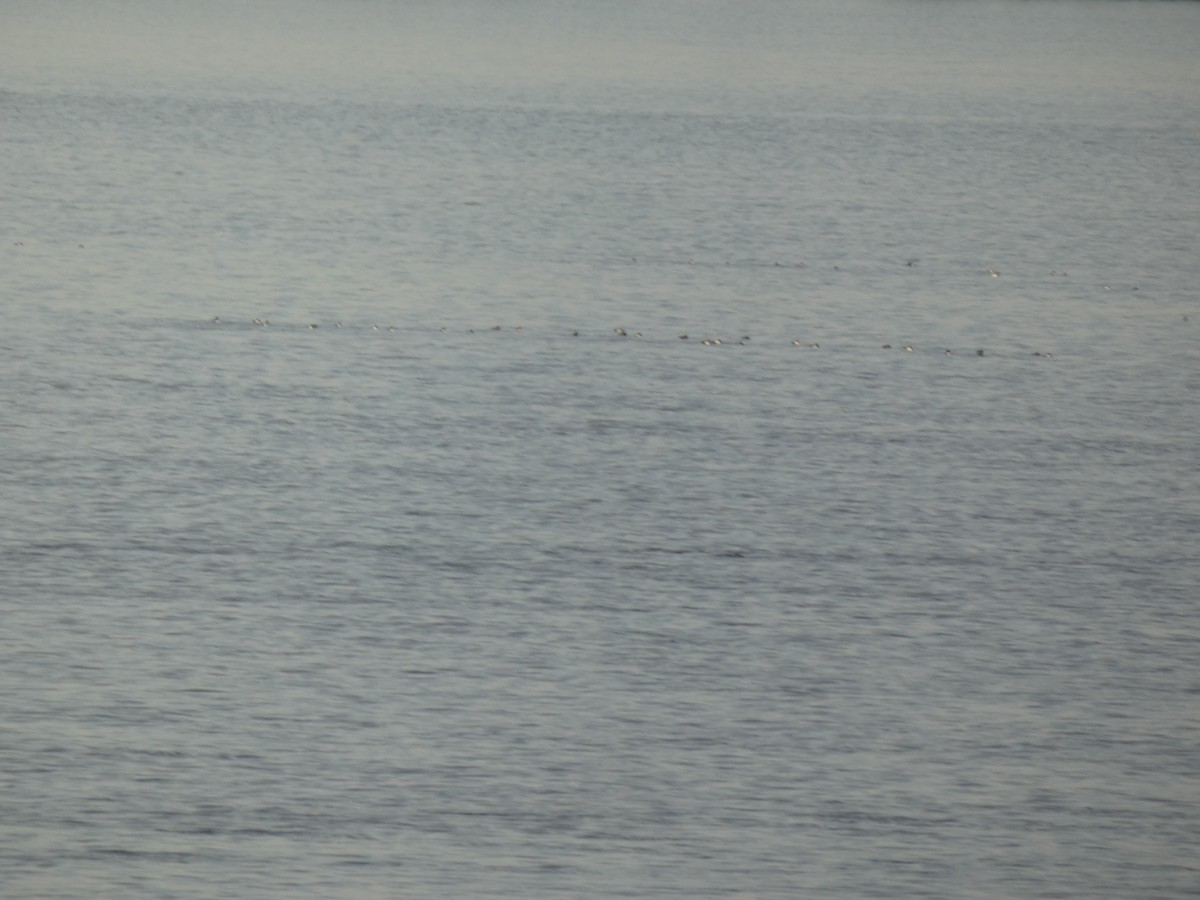 Greater/Lesser Scaup - ML637915411