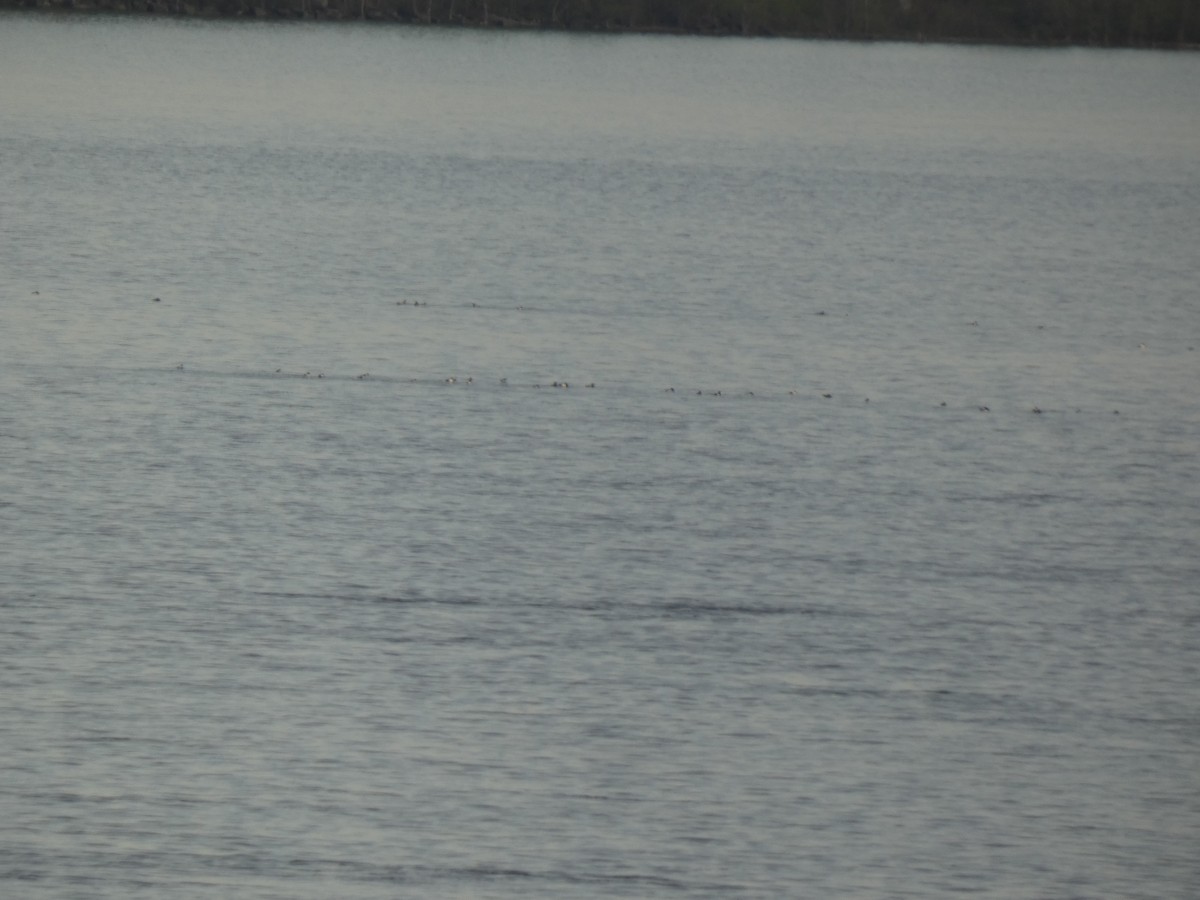 Greater/Lesser Scaup - ML637915412