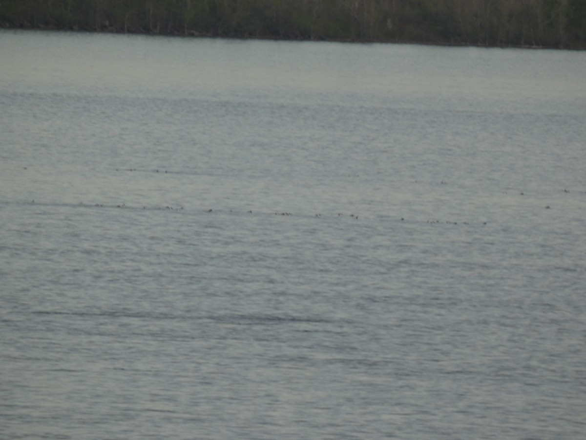 Greater/Lesser Scaup - ML637915413