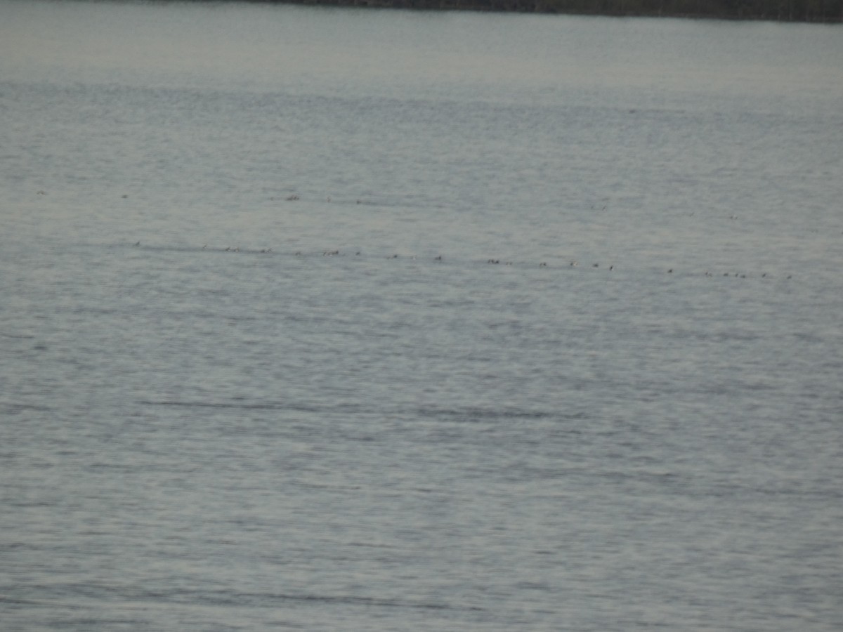 Greater/Lesser Scaup - ML637915414