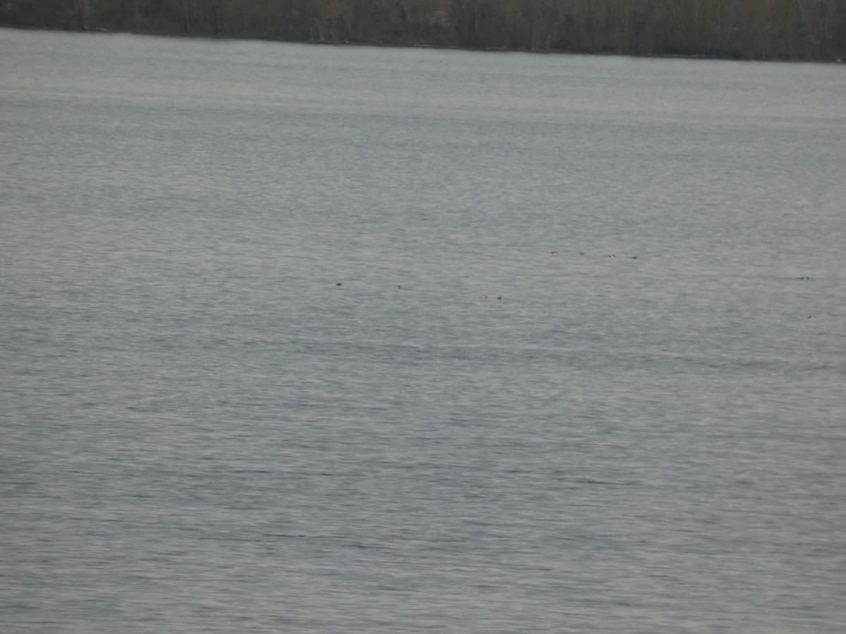 Greater/Lesser Scaup - ML637915415