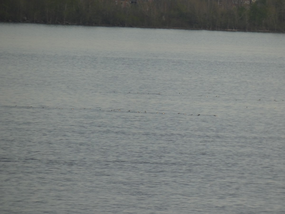 Greater/Lesser Scaup - ML637915416