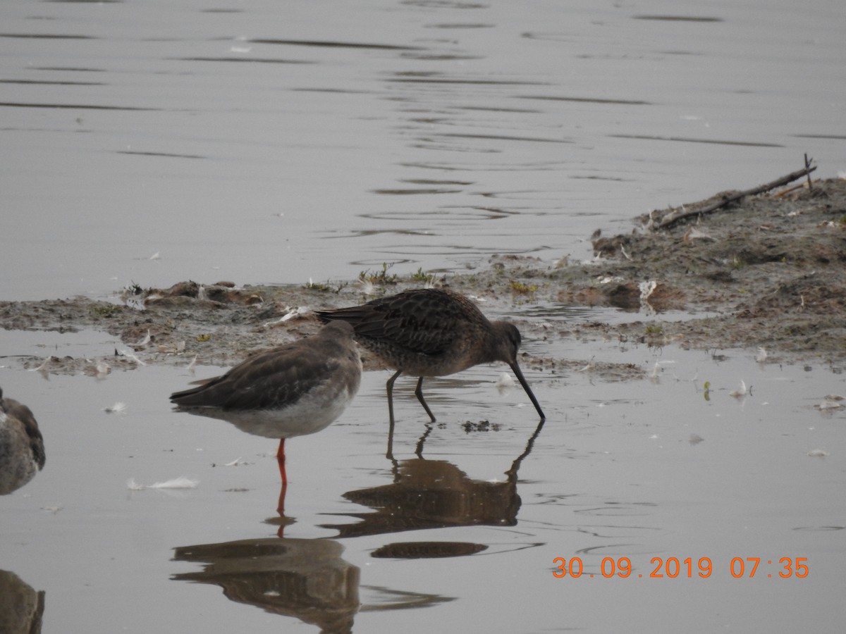 Long-billed Dowitcher - ML637915418